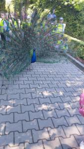 Dzień pełen wrażeń: Przedszkolaki w zoo!